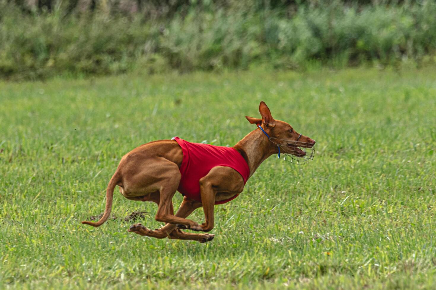Cirneco dell etna dog running in red jacket on green field in summer photo