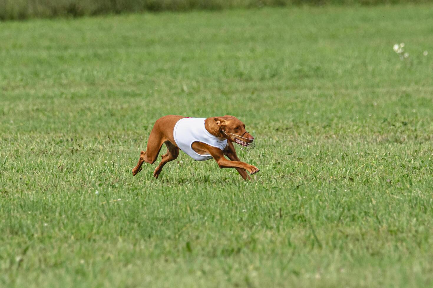 Pharaoh hound dog running in white jacket on green field in summer photo