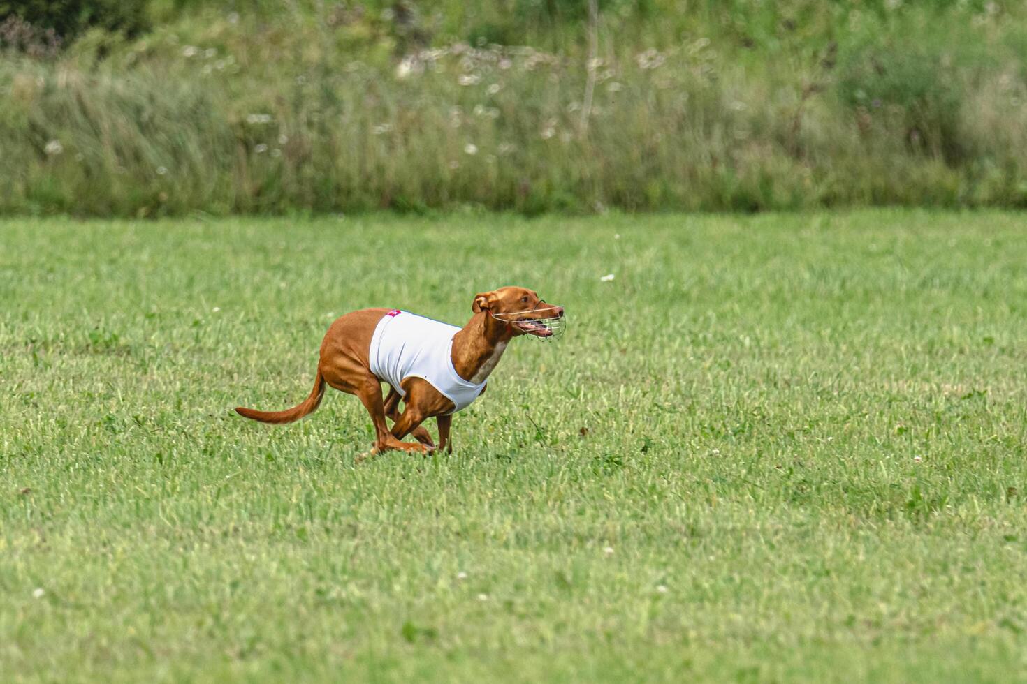 Pharaoh hound dog running in white jacket on green field in summer photo
