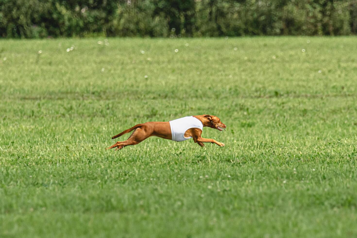 Pharaoh hound dog running in white jacket on green field in summer photo
