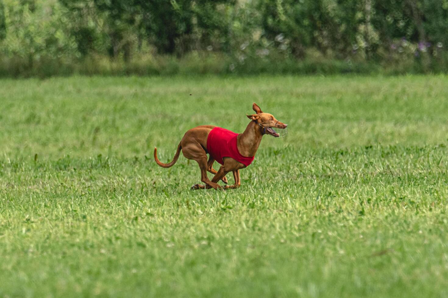 Pharaoh hound dog running in red jacket on coursing green field photo
