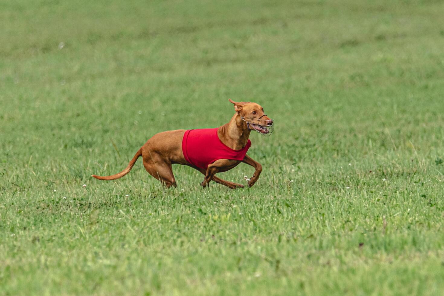 Pharaoh hound dog running in red jacket on coursing green field photo