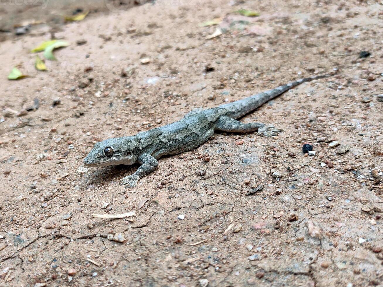 A close-up of a Leschenault's leaf-toed gecko on a dry surface. Its mottled brown-gray color camouflages well, with bulging eyes and distinct toe pads clearly visible. photo