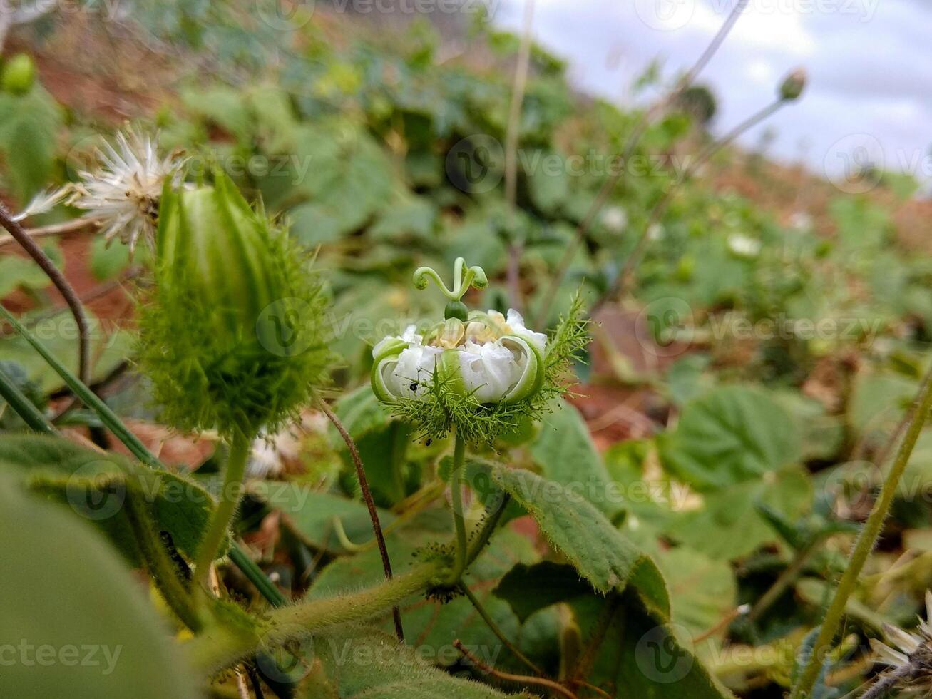 Closeup of a blooming Stinking Passionflower or Passiflora foetida with delicate white petals, a striking corona, and feathery bracts, set amid lush green foliage. photo
