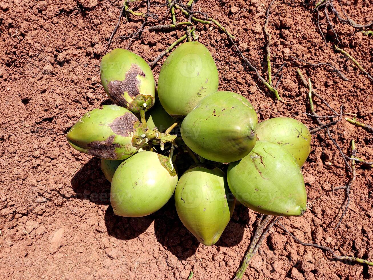 A cluster of green coconuts rests on reddish-brown soil. Still attached by fibrous husks, they showcase smooth green skin, brown husks, and natural textures. photo