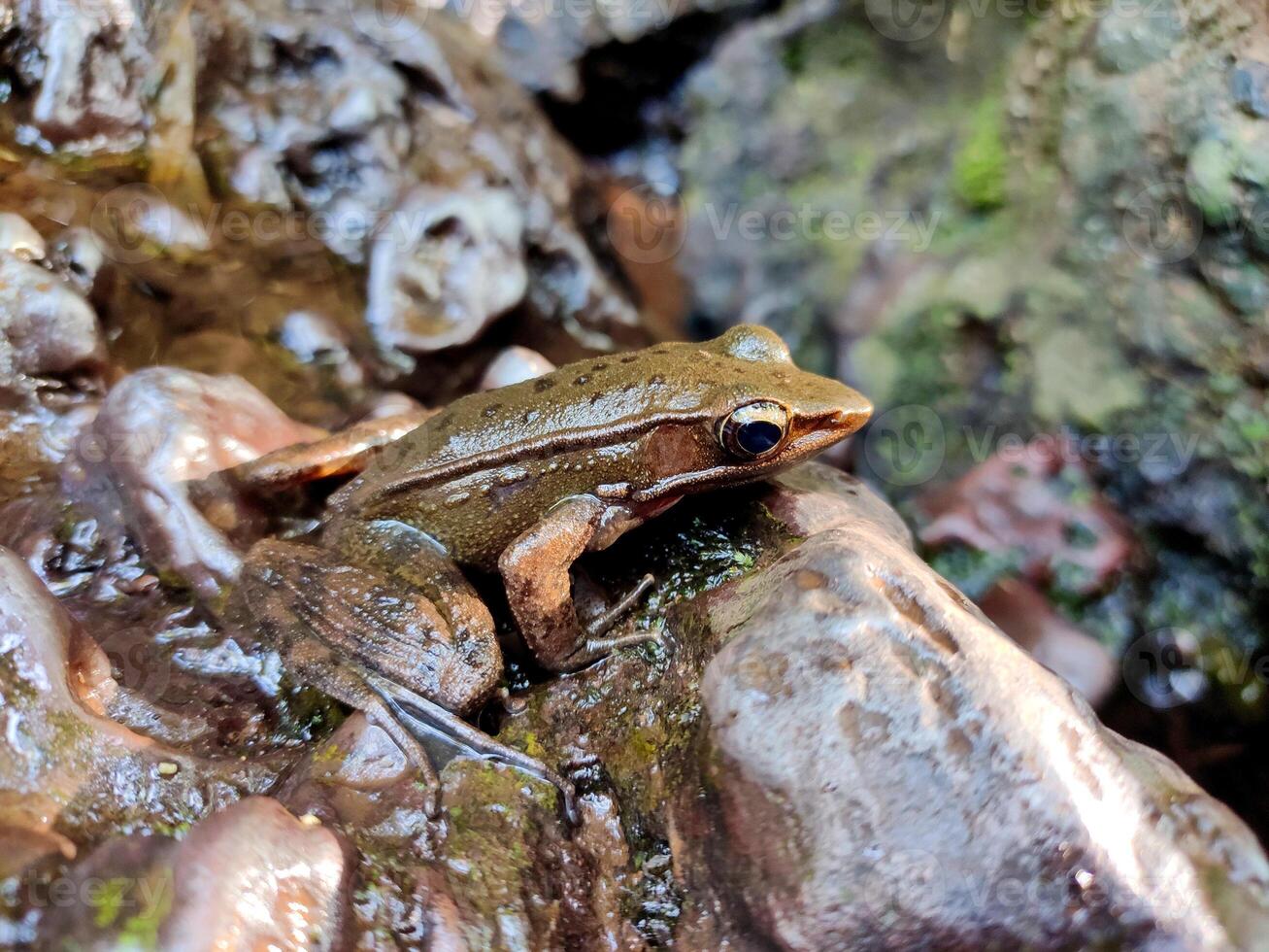 A close-up of Warszewitsch's frog or Hylarana warszewitschii on a mossy rock by a stream. photo