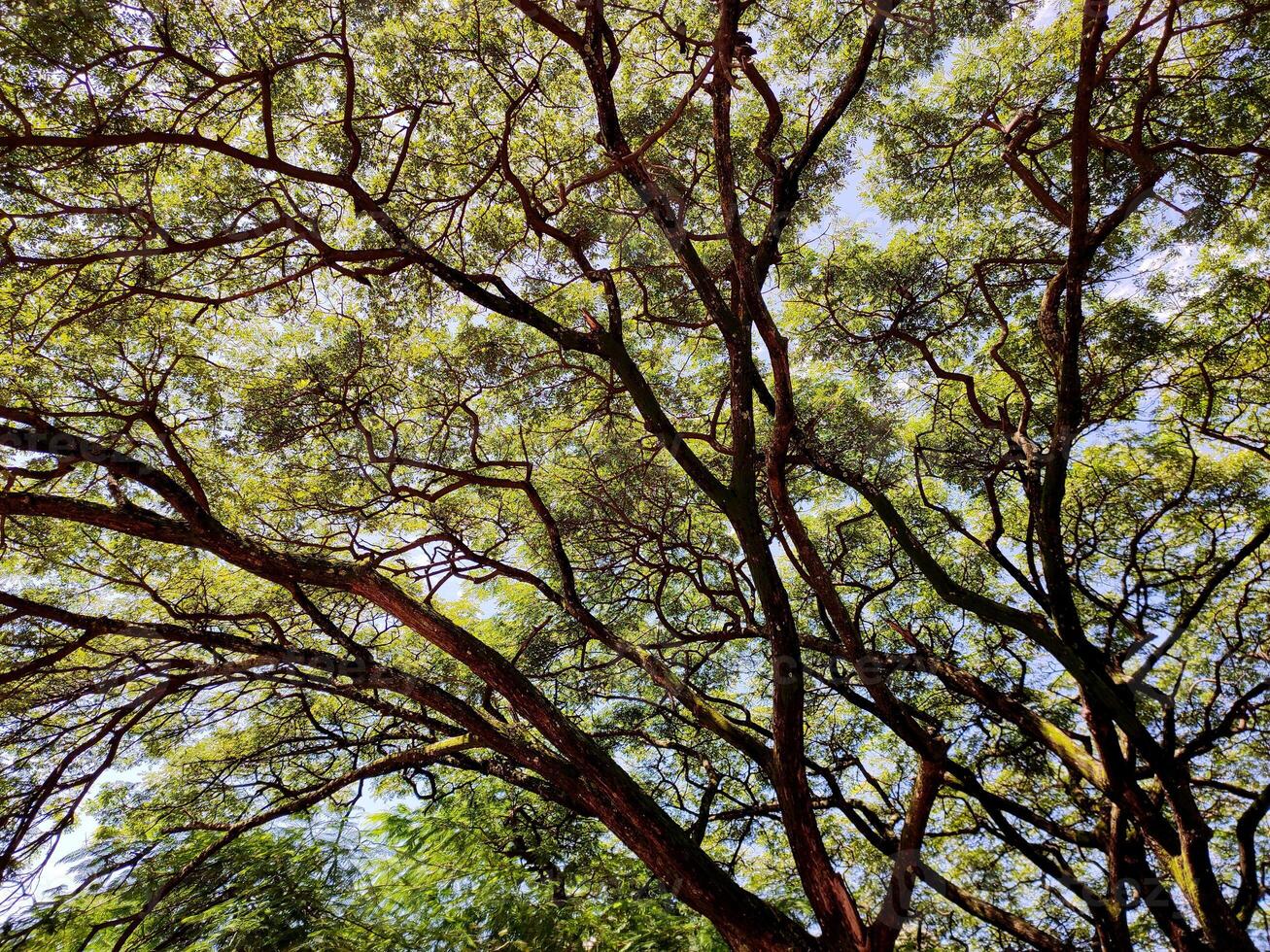 Close-up of a lush green canopy with sunlight filtering through, casting dappled shadows. Branches and leaves form a serene, intricate pattern, evoking natural tranquility. photo