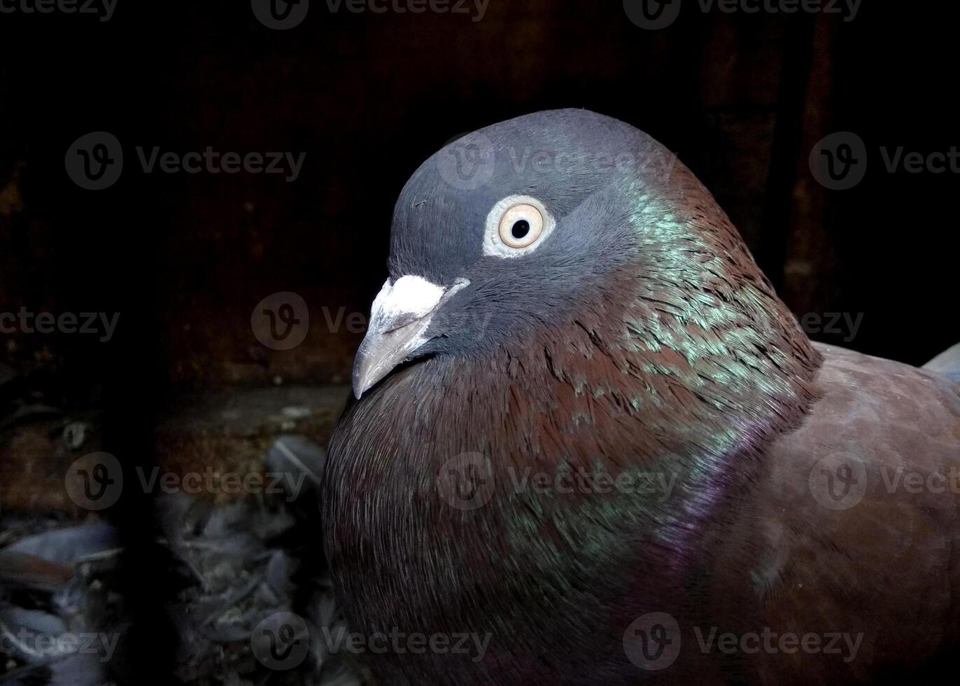 Close-up of a Sabja pigeon with dark gray plumage, a shiny neck, bright eyes, and a stout beak. Iridescent green feathers add a striking touch against a dark background. photo