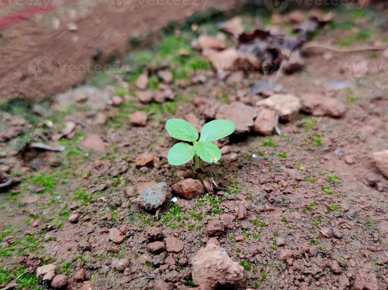 Closeup of a young Tulsi plant sprouting from soil. Delicate green leaves and a slender stem contrast with the earthy background, symbolizing growth, nature, and resilience. photo