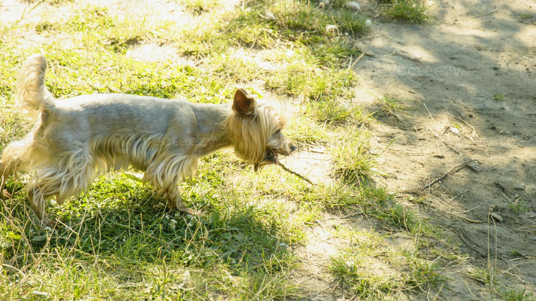 A small dog is standing in the grass photo