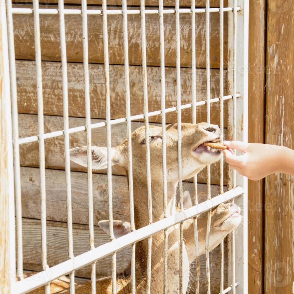 A woman feeding a deer in a cage photo