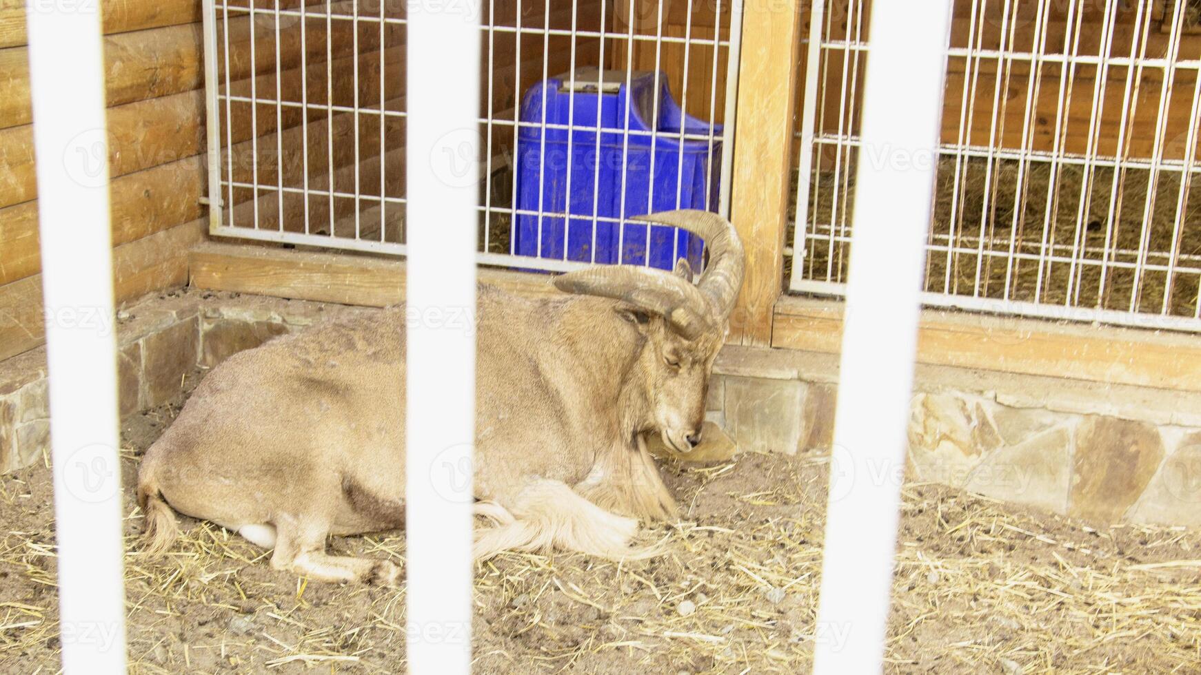 A goat laying down in a pen with a blue water bottle photo