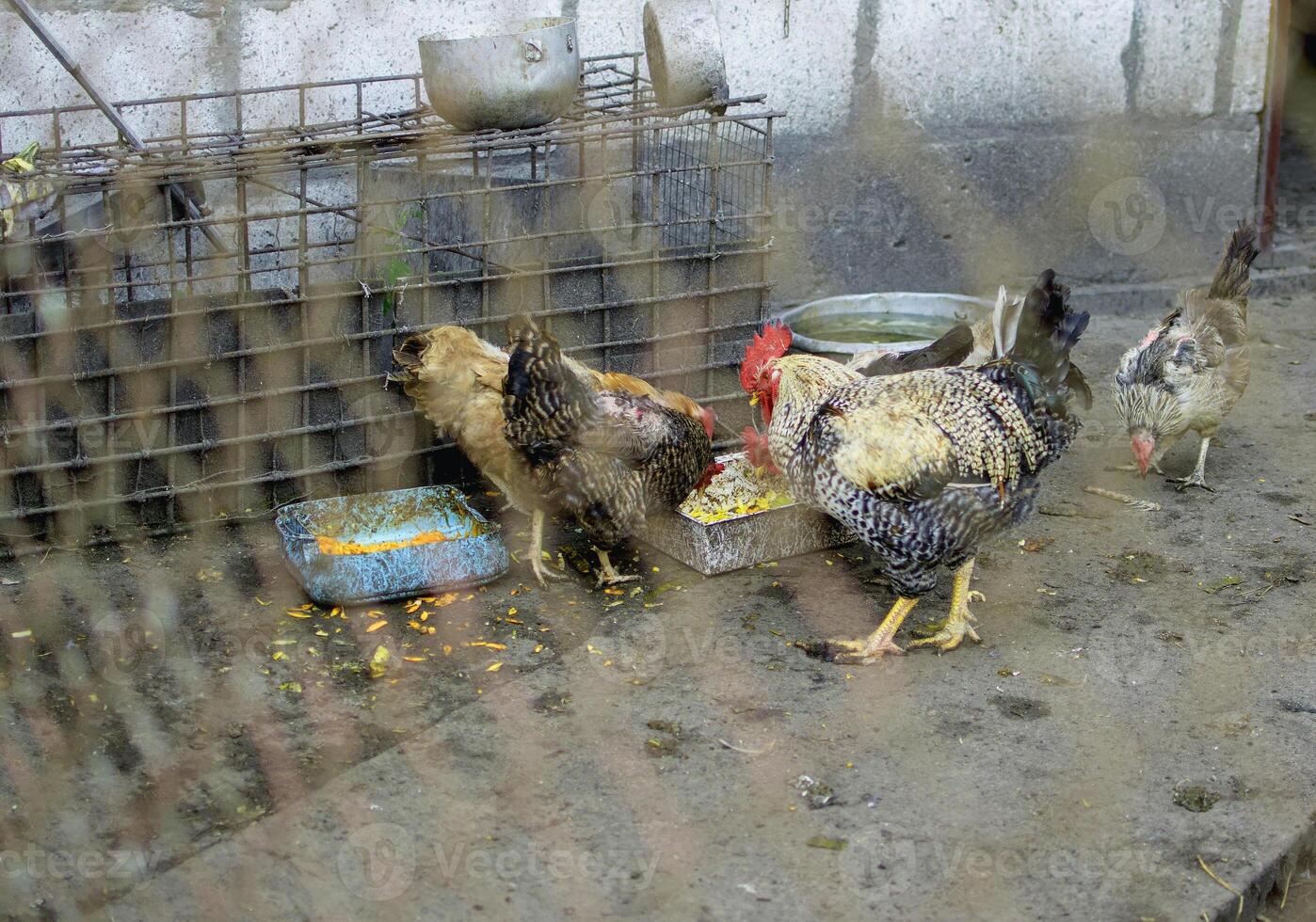 A group of chickens eating from a food dish photo