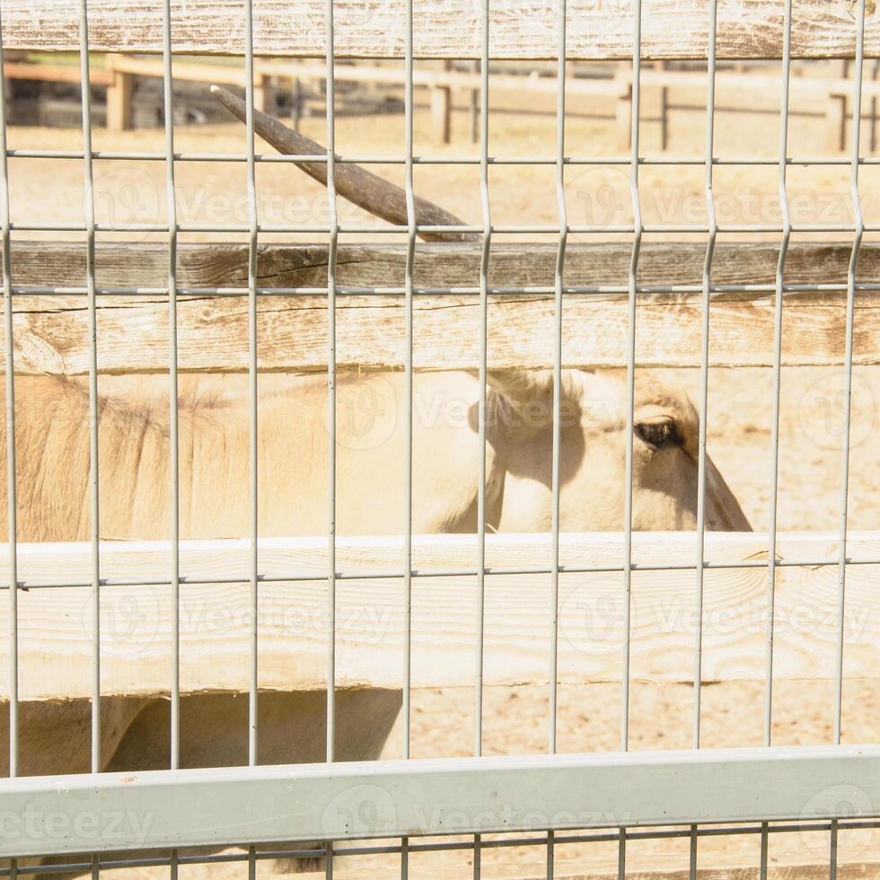 A cow behind a fence photo
