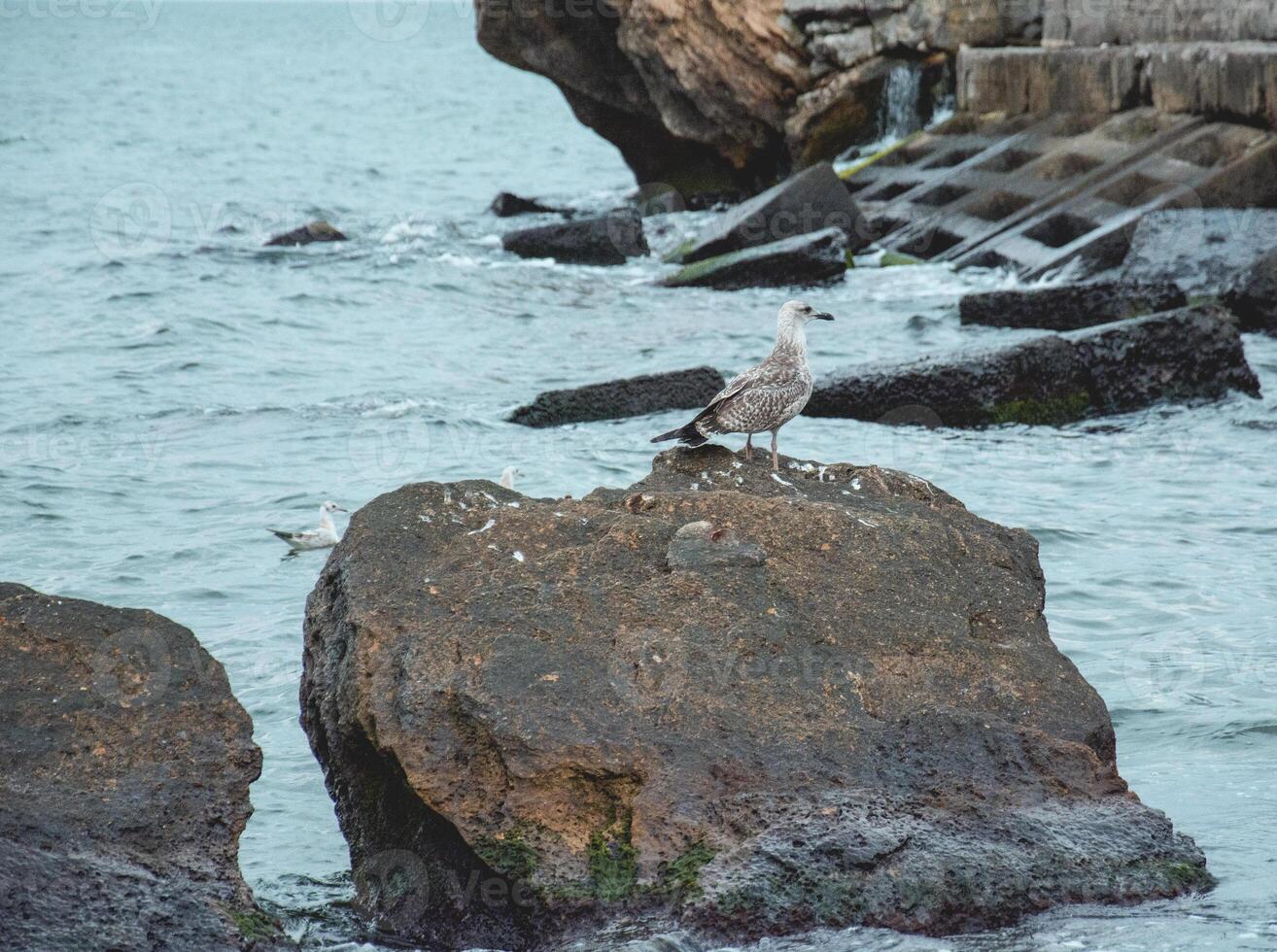 A seagull sitting on a rock in the ocean photo