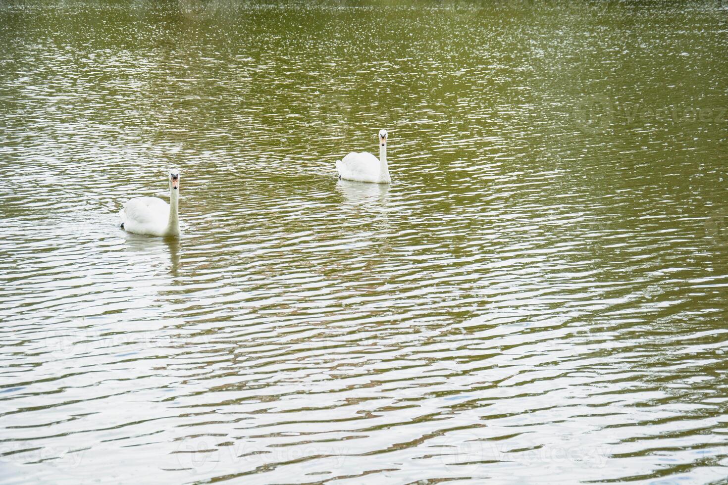 Two swans swimming in a lake photo