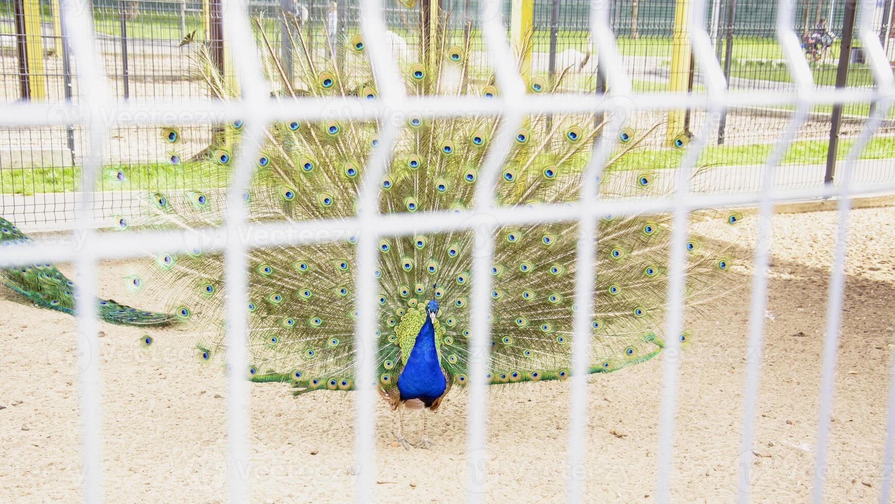 A peacock is standing in a cage photo