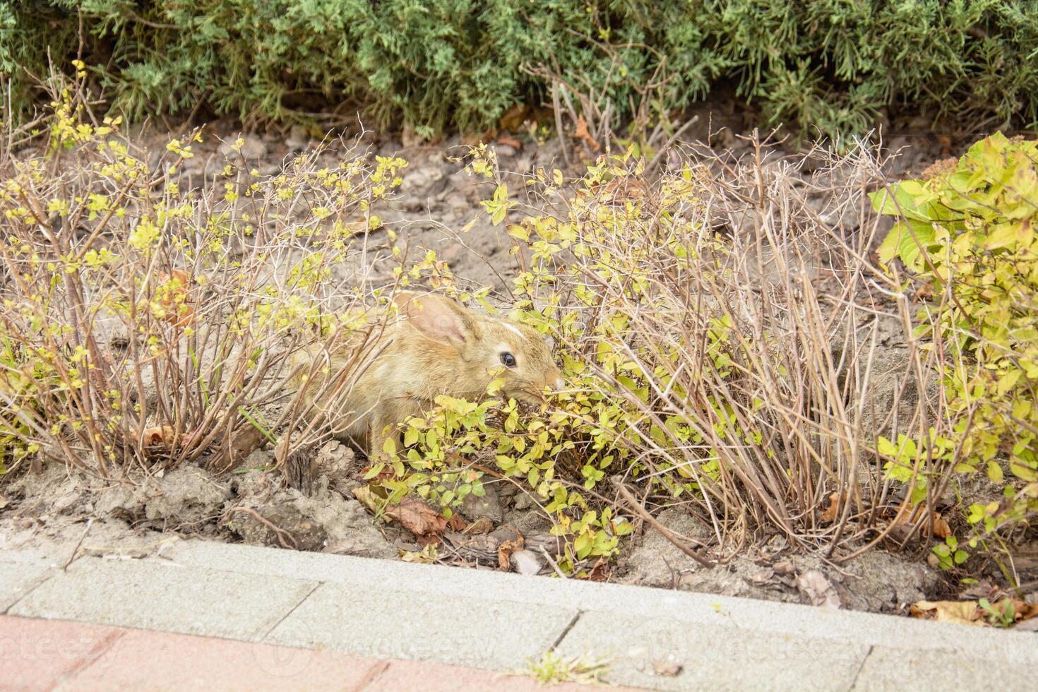 A rabbit hiding in the bushes near a brick wall photo