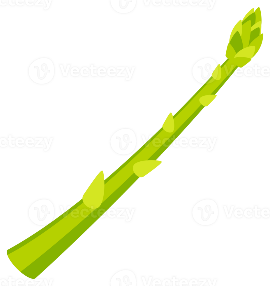 Set of fresh green asparagus spears with closed buds, tied with string, isolated on white png