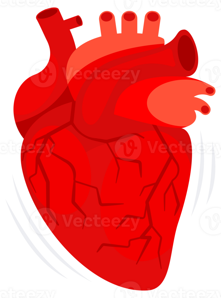 Human heart. The heart with the venous system. Cardiology, anatomy concept. illustration png