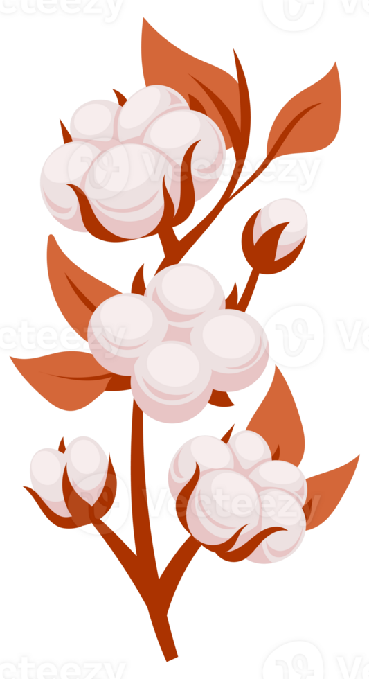 Cotton plant branches with blooming flowers having soft fluffy bolls used for making fabric png