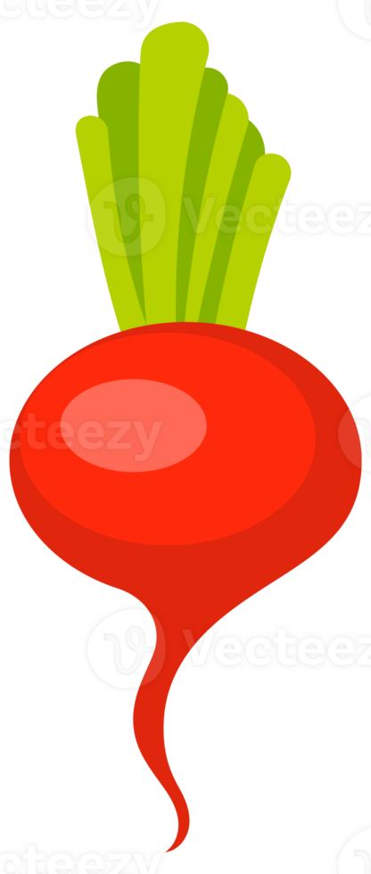 Red radish fresh with leave cartoon set. Ripe radishes png