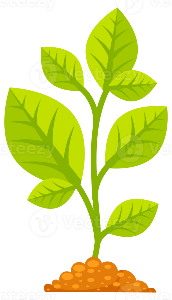 Tree grow with green leaf. Phases plant growing. Stages increase of finance in entrepreneurship. png