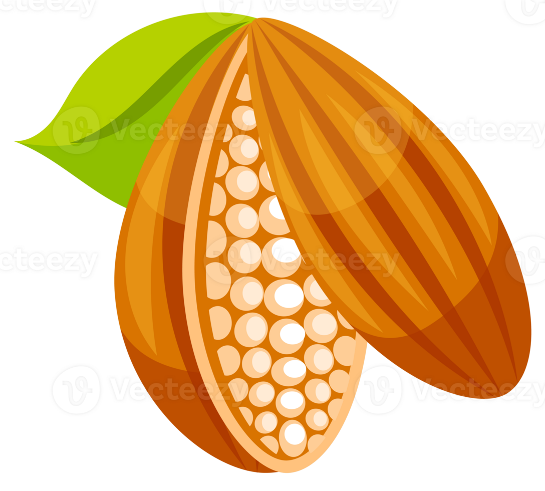 Whole cocoa bean. Sliced into halves and chocolate png