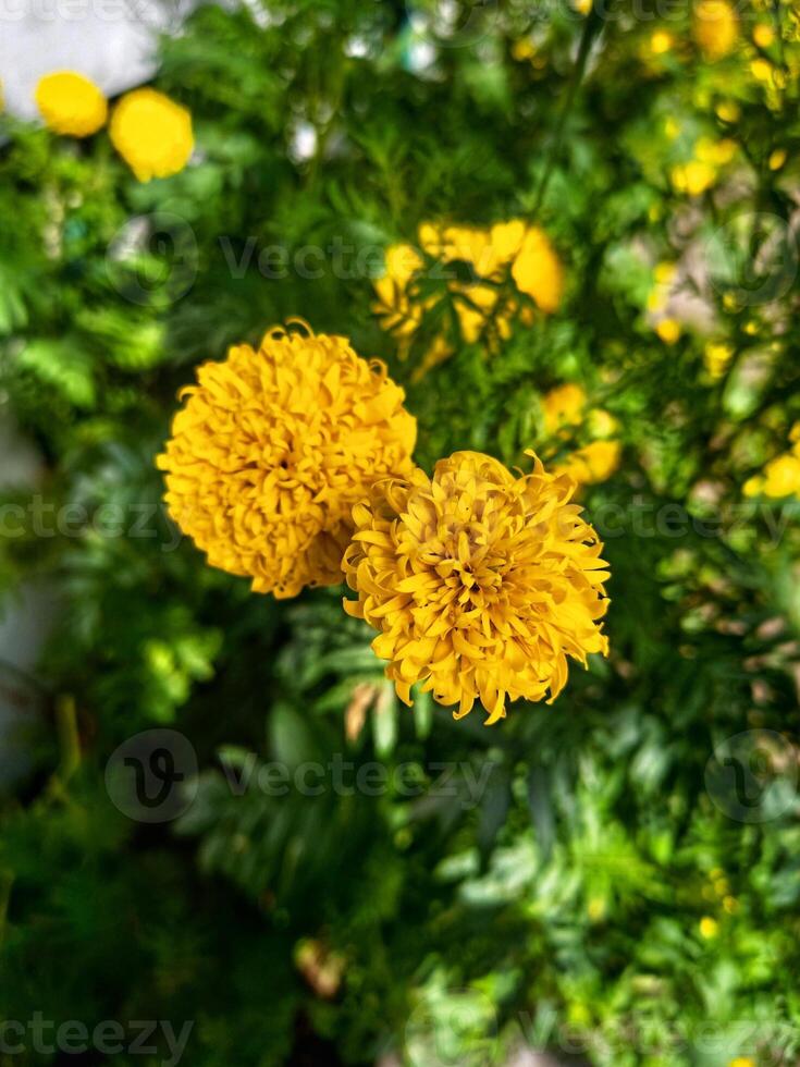 Yellow of Tagetes erecta photo
