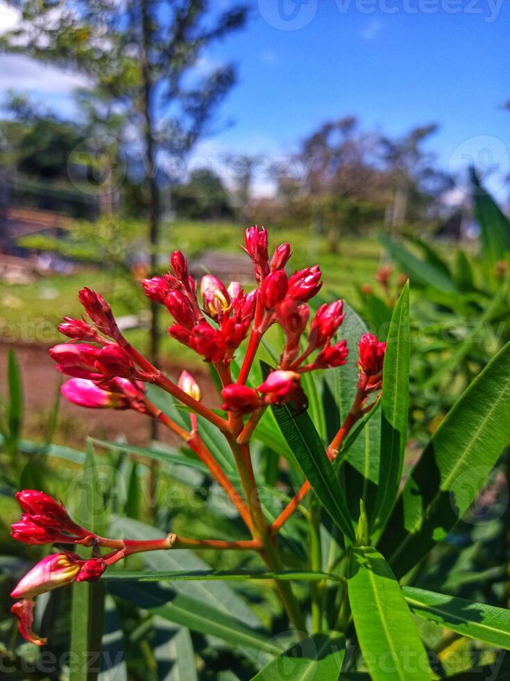 Nerium oleander flower in the morning photo