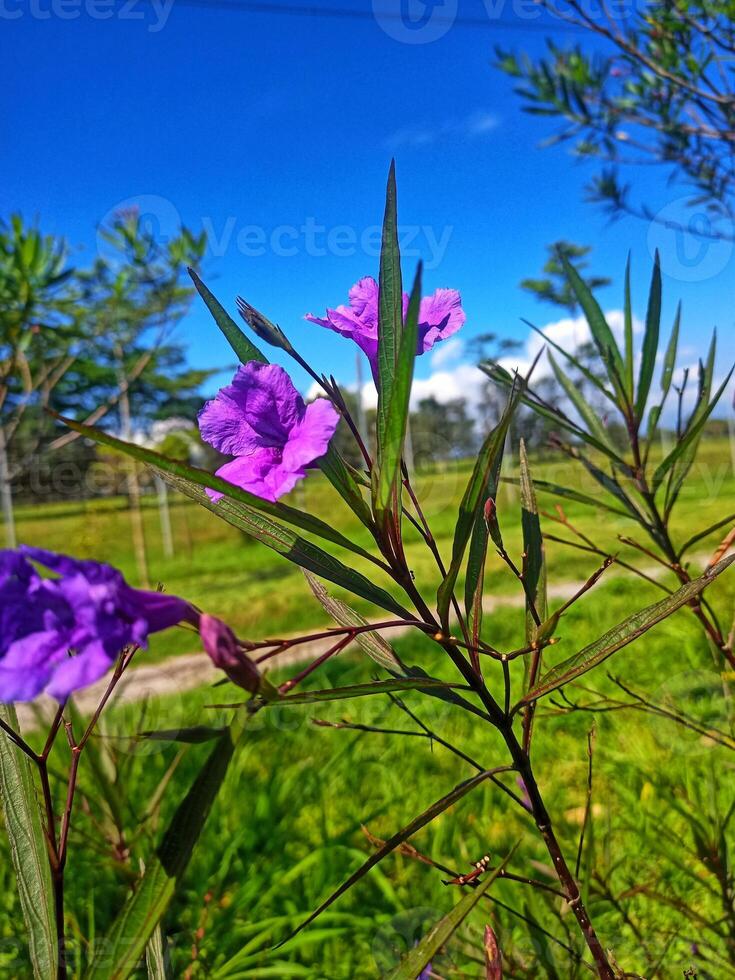 Ruellia tuberosa flowers photo