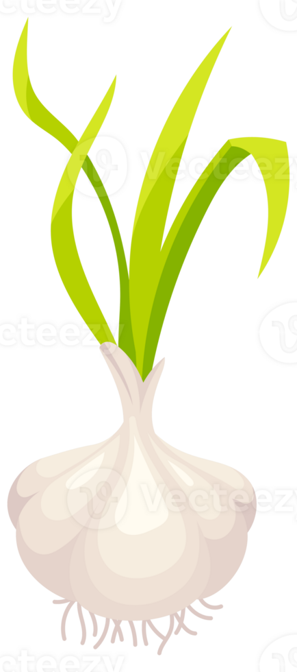 Featuring whole garlic bulbs with green stems, separated cloves, and roots, showcasing the plant's growth stages png