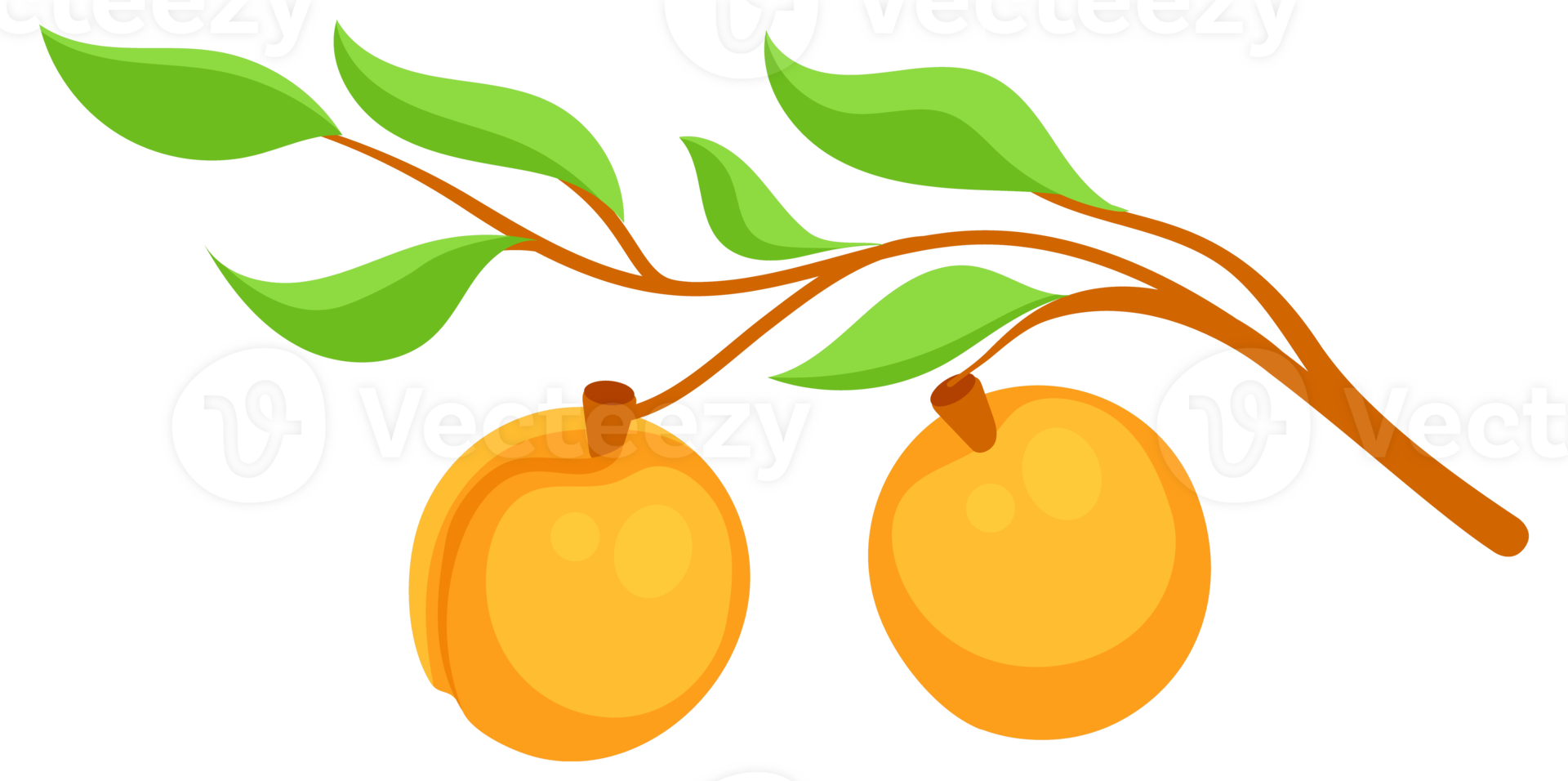 Apricots with leaf and half apricot with leaves. Cartoon fruit set. png