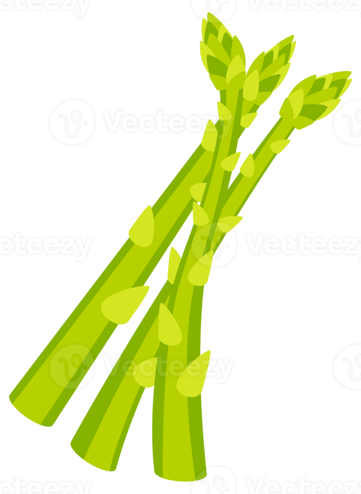 Set of fresh green asparagus spears with closed buds, tied with string, isolated on white png
