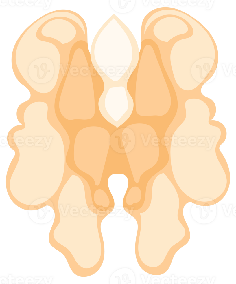 Illustration of a walnut, featuring its shell, kernel, and leaves, presented in various states png