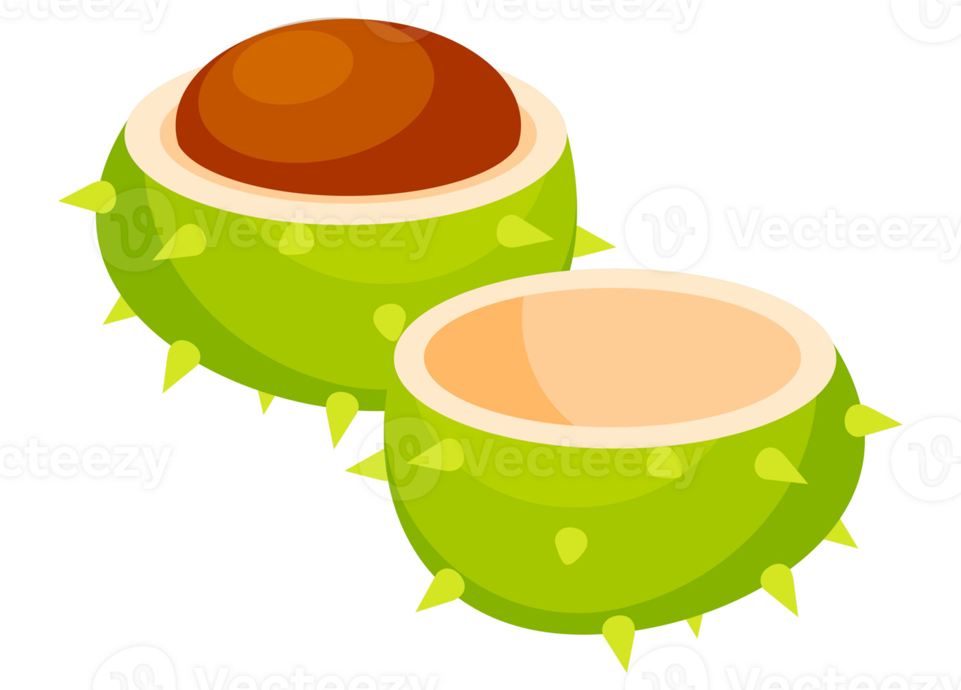 Set of illustrations showing different parts of a horse chestnut, including its spiky shell, the seed and the leaf png
