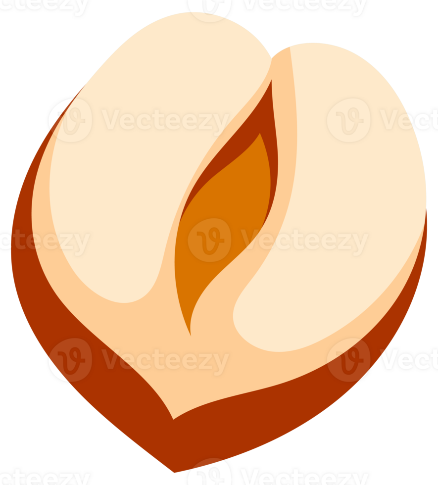 Hazelnuts at various stages of ripeness, showcasing the nut, shell, and kernel, providing a comprehensive visual guide to this popular nut png