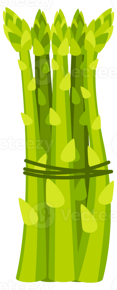 Set of fresh green asparagus spears with closed buds, tied with string, isolated on white png