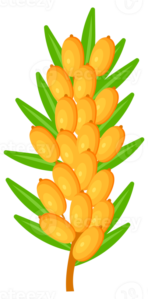 Set of fresh sea buckthorn berries growing on branch with green leaves png