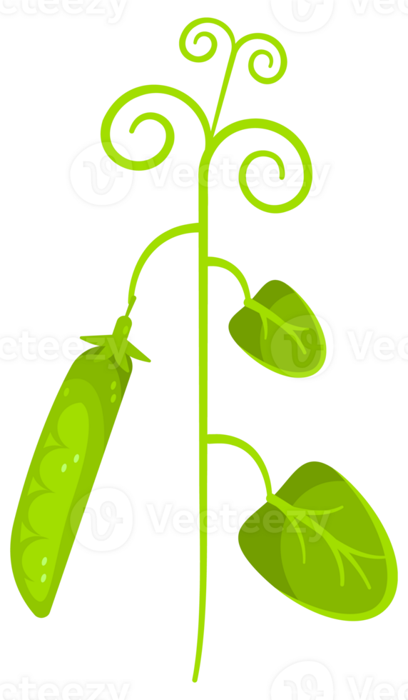 Set of pods of ripe green peas. Raw soy. png