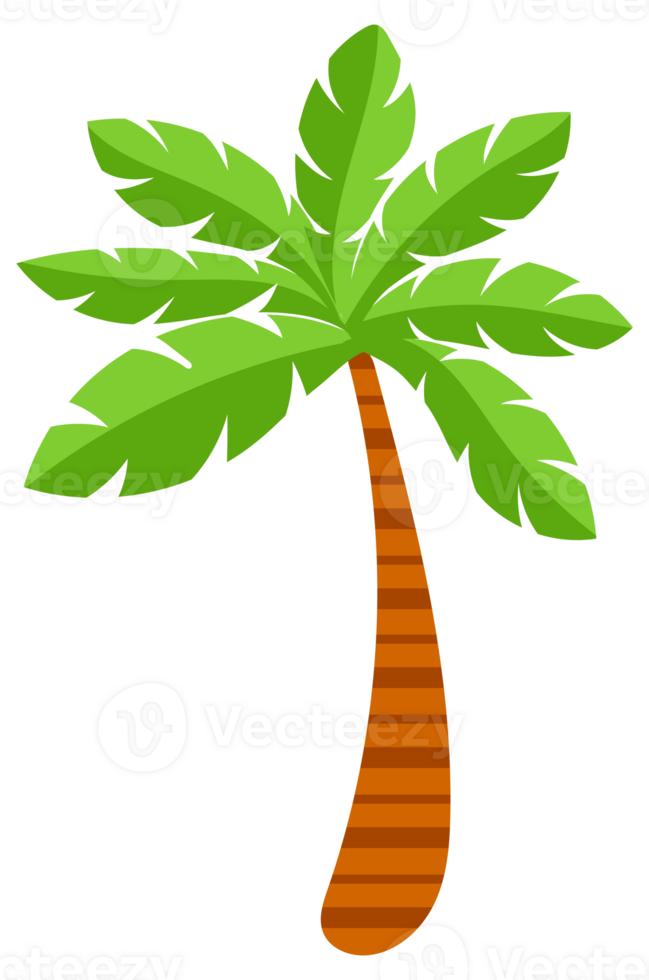 Tropical palm tree. Tropical coconut trees on white background. png