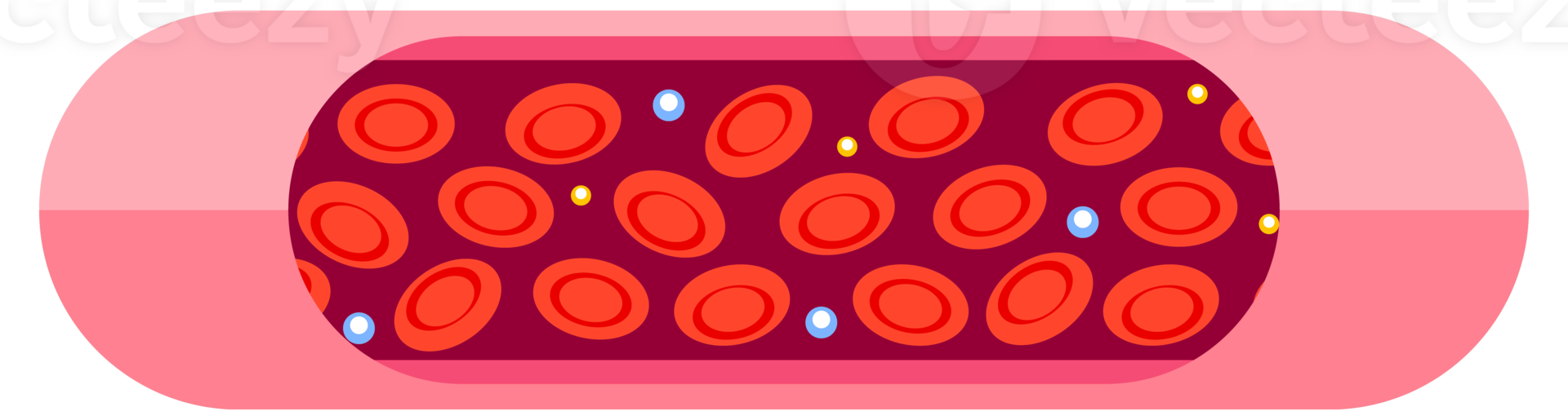 Types of cholesterol. HDL and LDL cholesterol types. Labeled educational normal and narrowed artery. illustration png