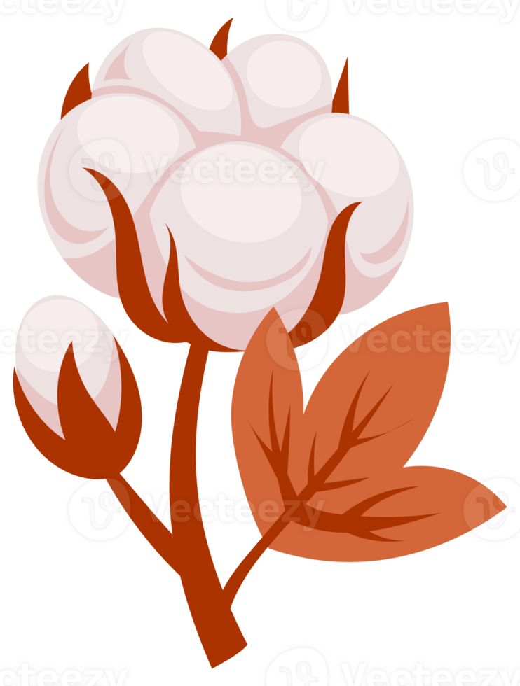 Cotton plant branches with blooming flowers having soft fluffy bolls used for making fabric png