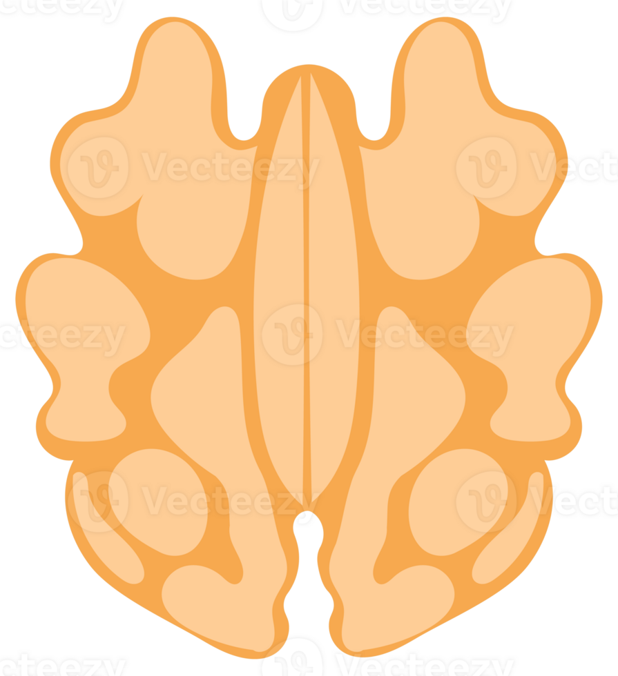Illustration of a walnut, featuring its shell, kernel, and leaves, presented in various states png