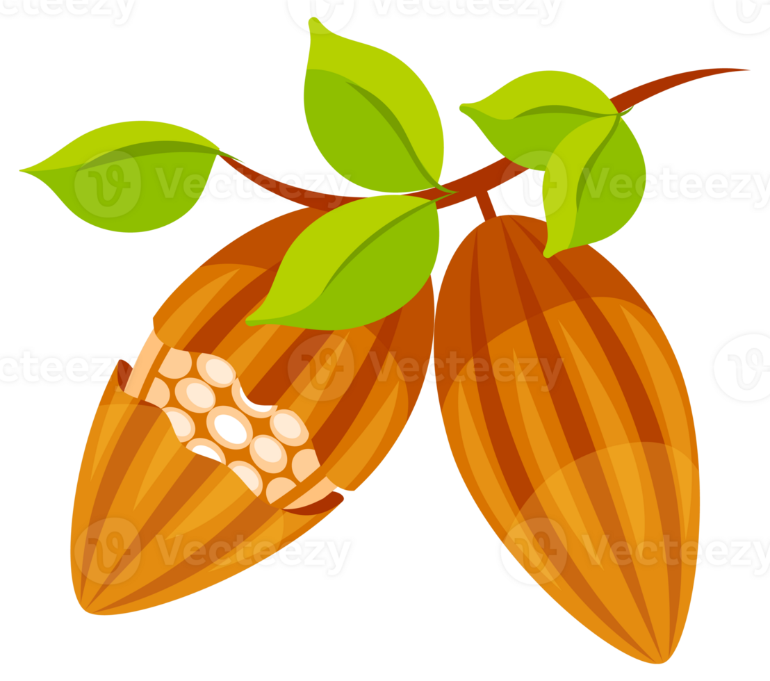 Whole cocoa bean. Sliced into halves and chocolate png
