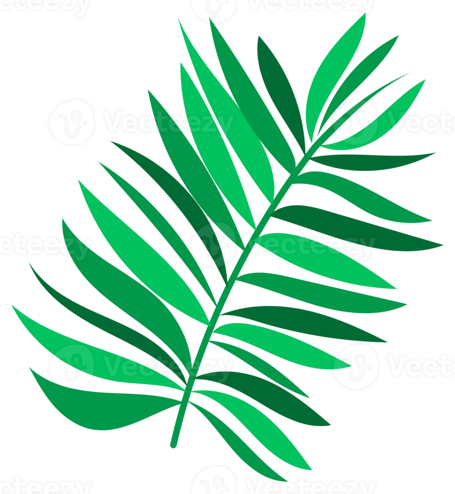 Coconuts with palm leaves. Whole and half cracked broken coco nut. Summer fruits png