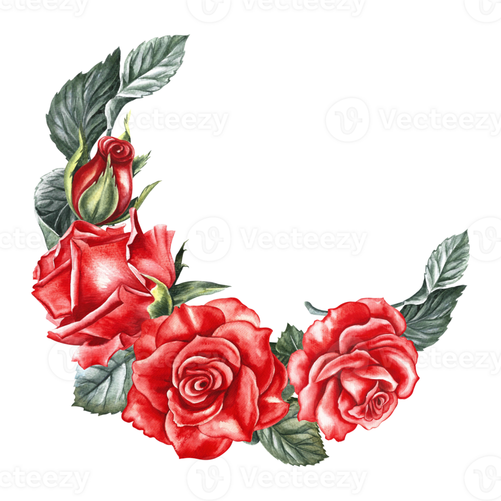 Red roses. a hand-drawn watercolor illustration. A design element of a flower card, a wedding invitation, a valentine, an elegant greeting card. For packaging and labels, posters and flyers. png