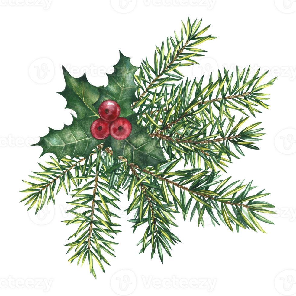 Christmas holly with red berries and fir branches. Hand-made watercolor illustration. For a banner, ticket, flyer, postcard, invitation, poster. For labels and packaging, printing and stickers. png