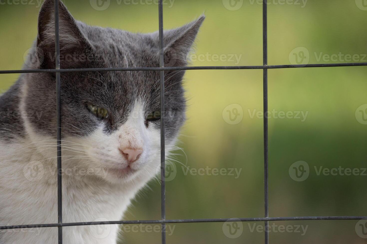 Cute cat in my wall bokeh. photo