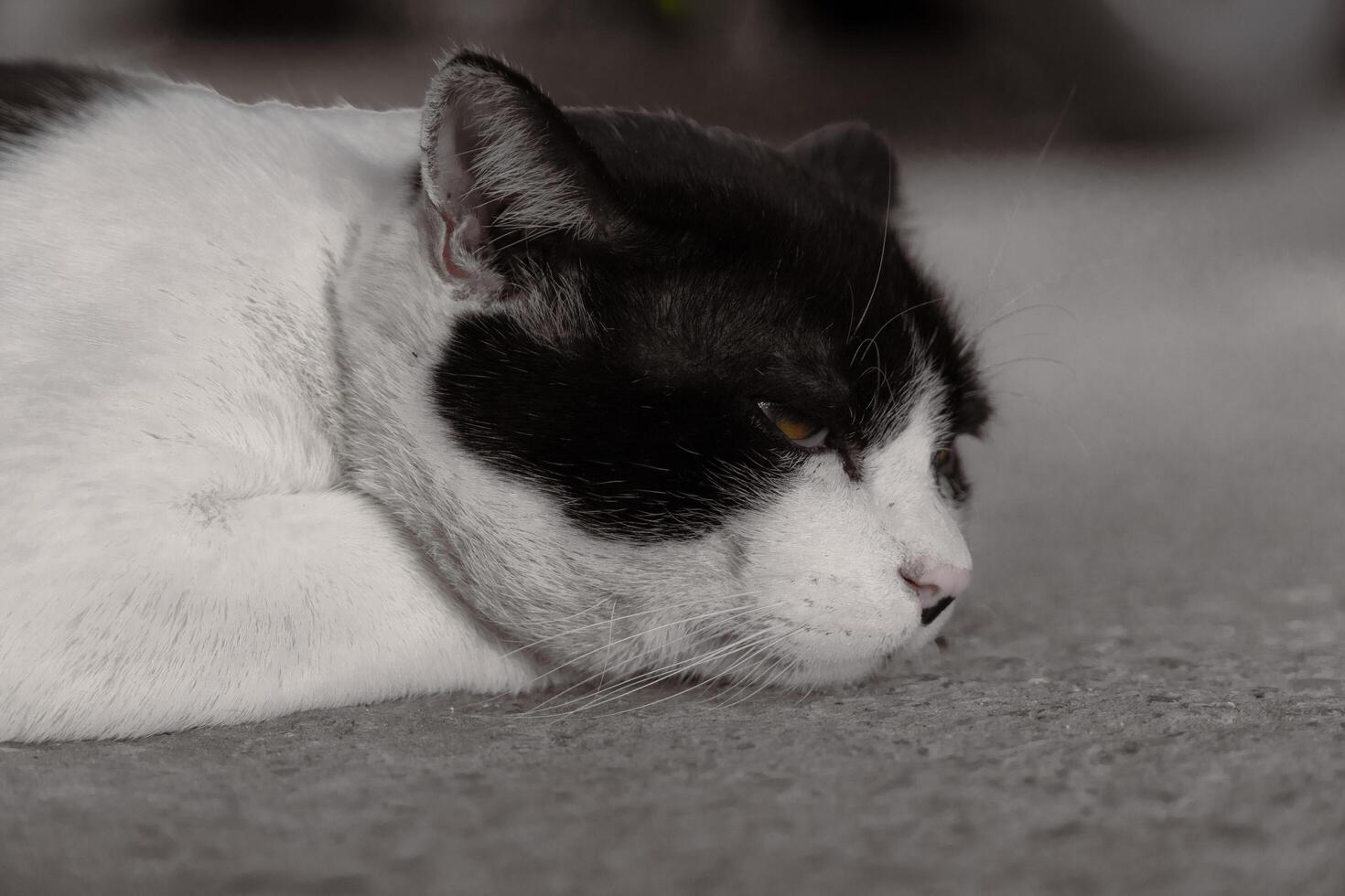 Close-up of a black and white cat with intense yellow eyes, perfect for animal portraits and design themes photo